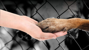 Un héroe sin capa: la historia de un rescatista de animales